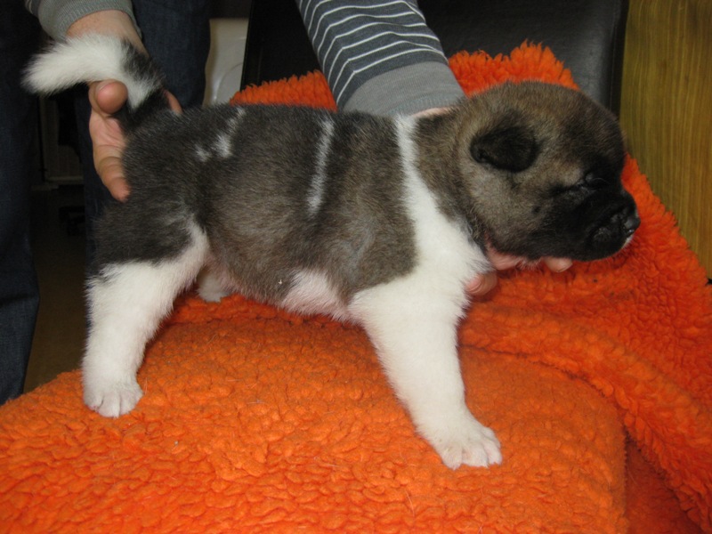 Puppies